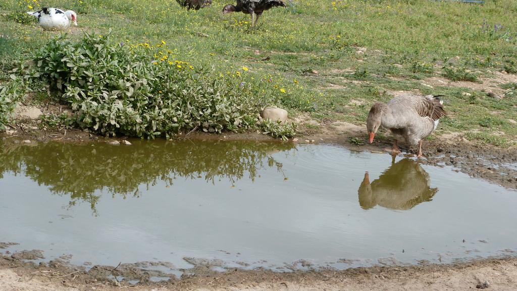 فيلا ميرانديلافي Quinta Entre Rios المظهر الخارجي الصورة